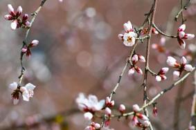 银川看桃花去哪里好