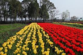 武汉春季看花景点有哪些地方