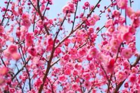 福州春季赏花地点有哪些