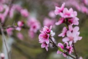 重庆看桃花去哪里好