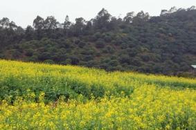 中山哪里可以看油菜花