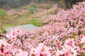 长沙周边看桃花的地方有哪些