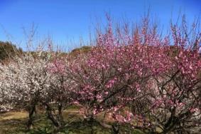 苏州观赏梅花的地方有哪些